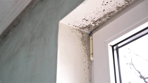 Best Mold Testing  in Rollingwood, CA