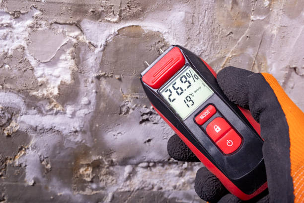 Trusted Rollingwood, CA Mold Removal Experts