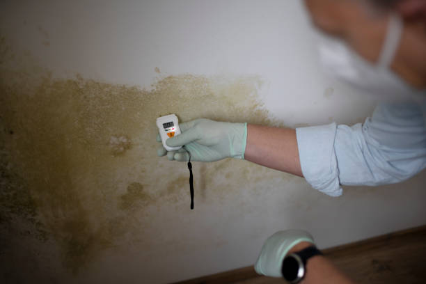 Best Professional Mold Removal  in Rollingwood, CA