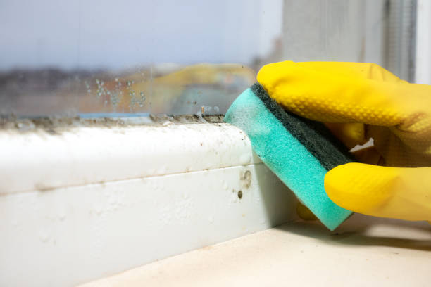 Best Mold Remediation  in Rollingwood, CA