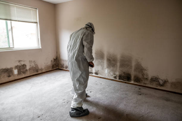 Best Black Mold Removal  in Rollingwood, CA