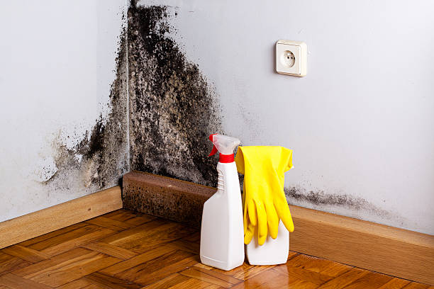 Best Commercial Mold Removal  in Rollingwood, CA