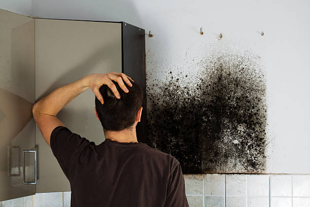 Best Mold Damage Repair  in Rollingwood, CA