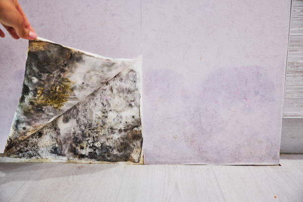 Best Local Mold Removal Service  in Rollingwood, CA